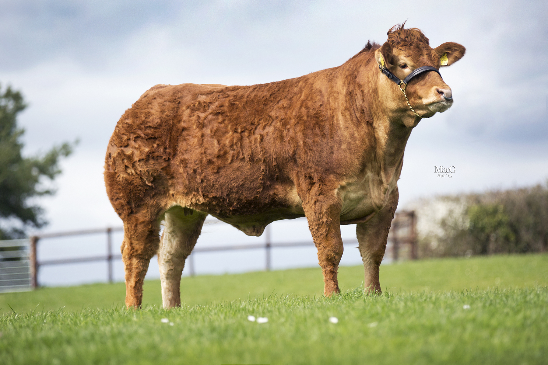 Read more about the article Izzy daughter leads Red Ladies calf sale