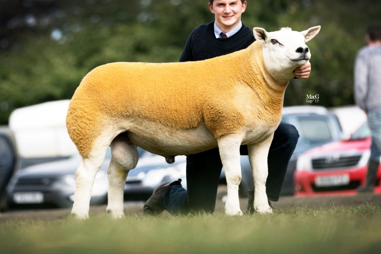 Read more about the article New Texel genetics join Foxhill