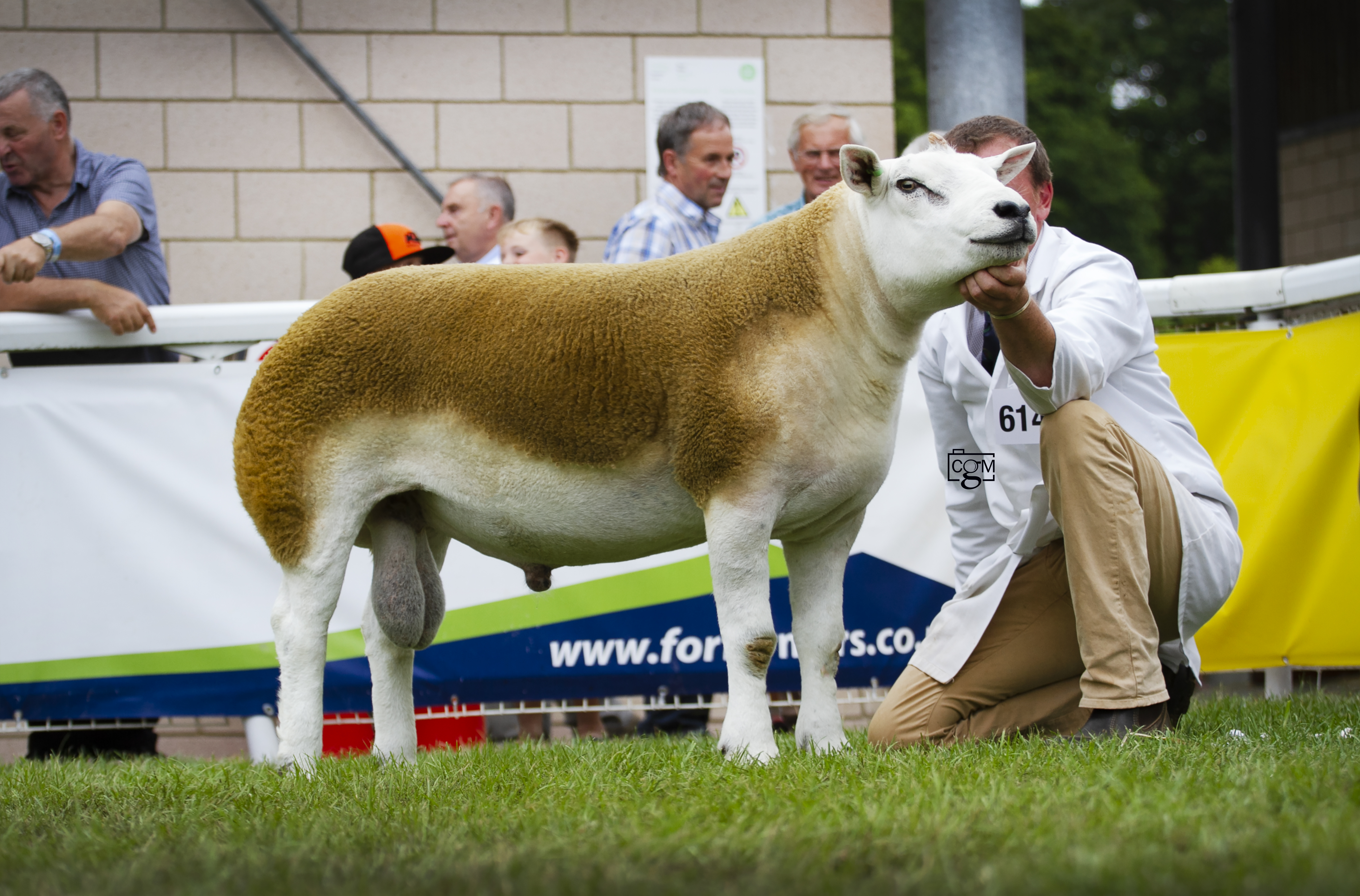 Read more about the article Texel and Limousin success at the Royal Welsh Show