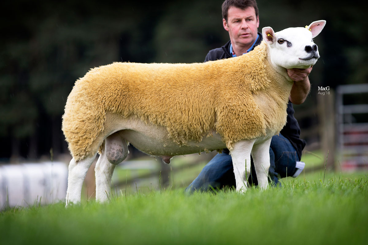 Read more about the article Top class Texel genetics join Foxhillfarm flock