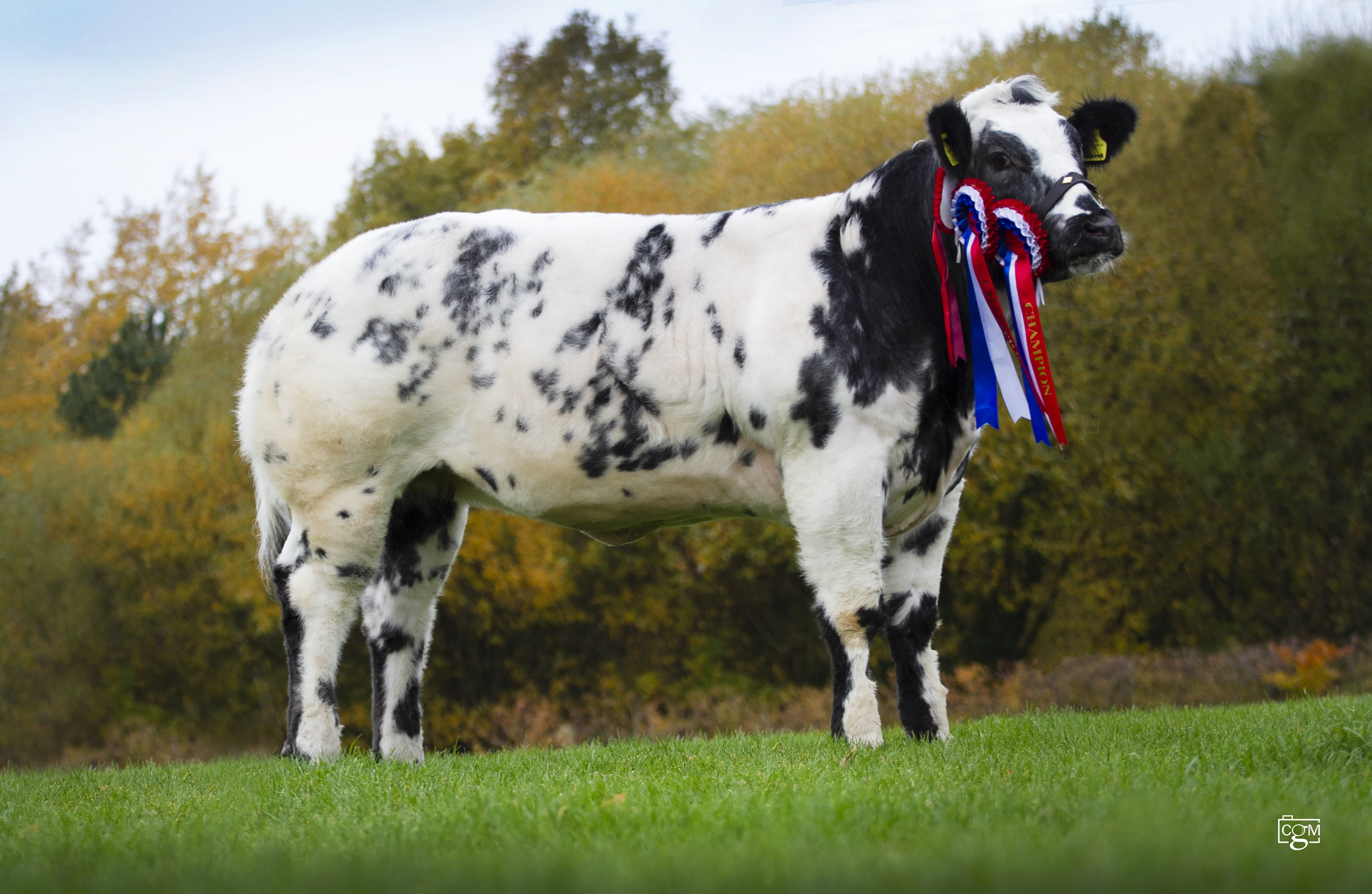 Read more about the article Foxhill Nadiya dominates Winter Calf Shows