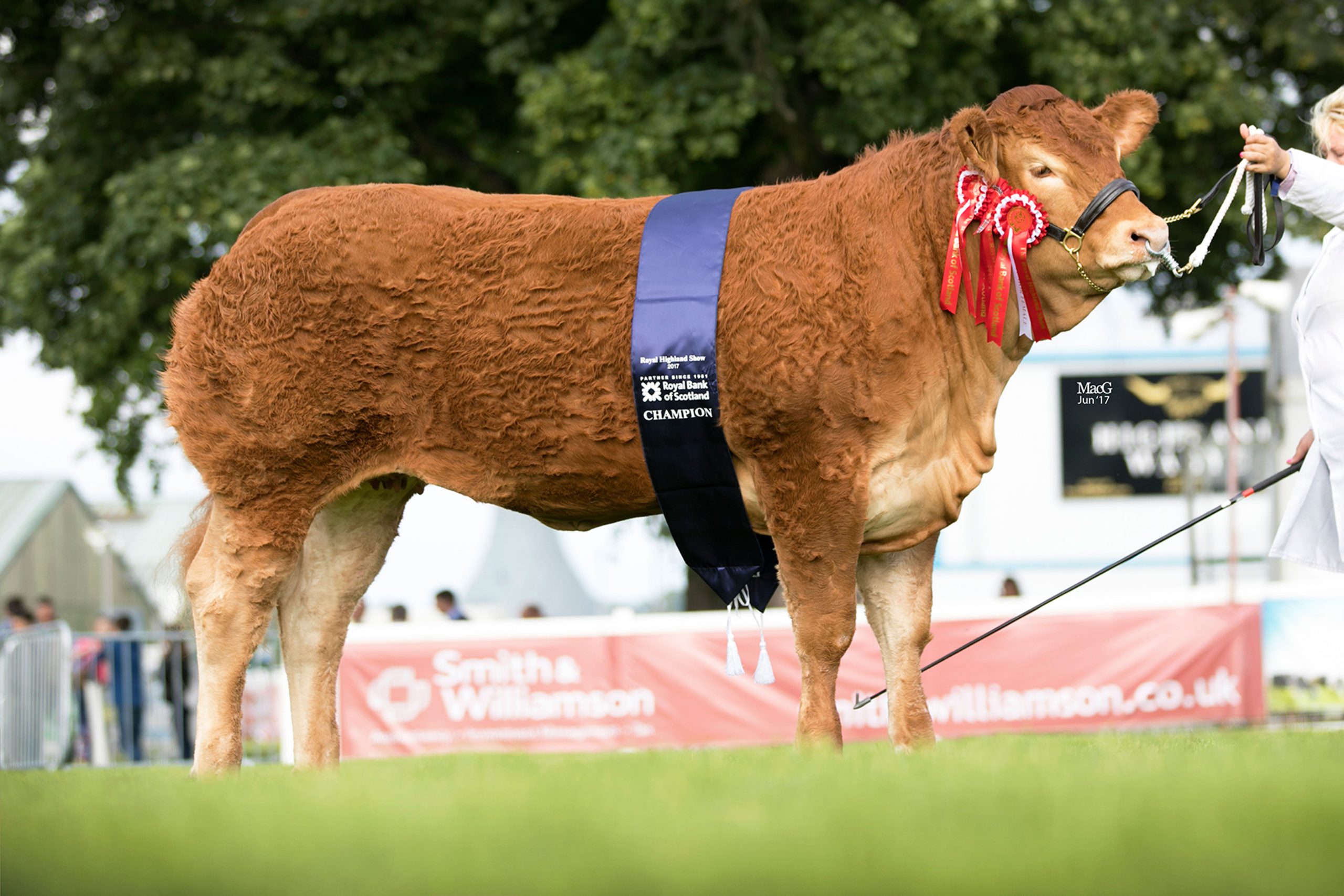 Read more about the article Top draw Limousin heifers for Red Ladies sale