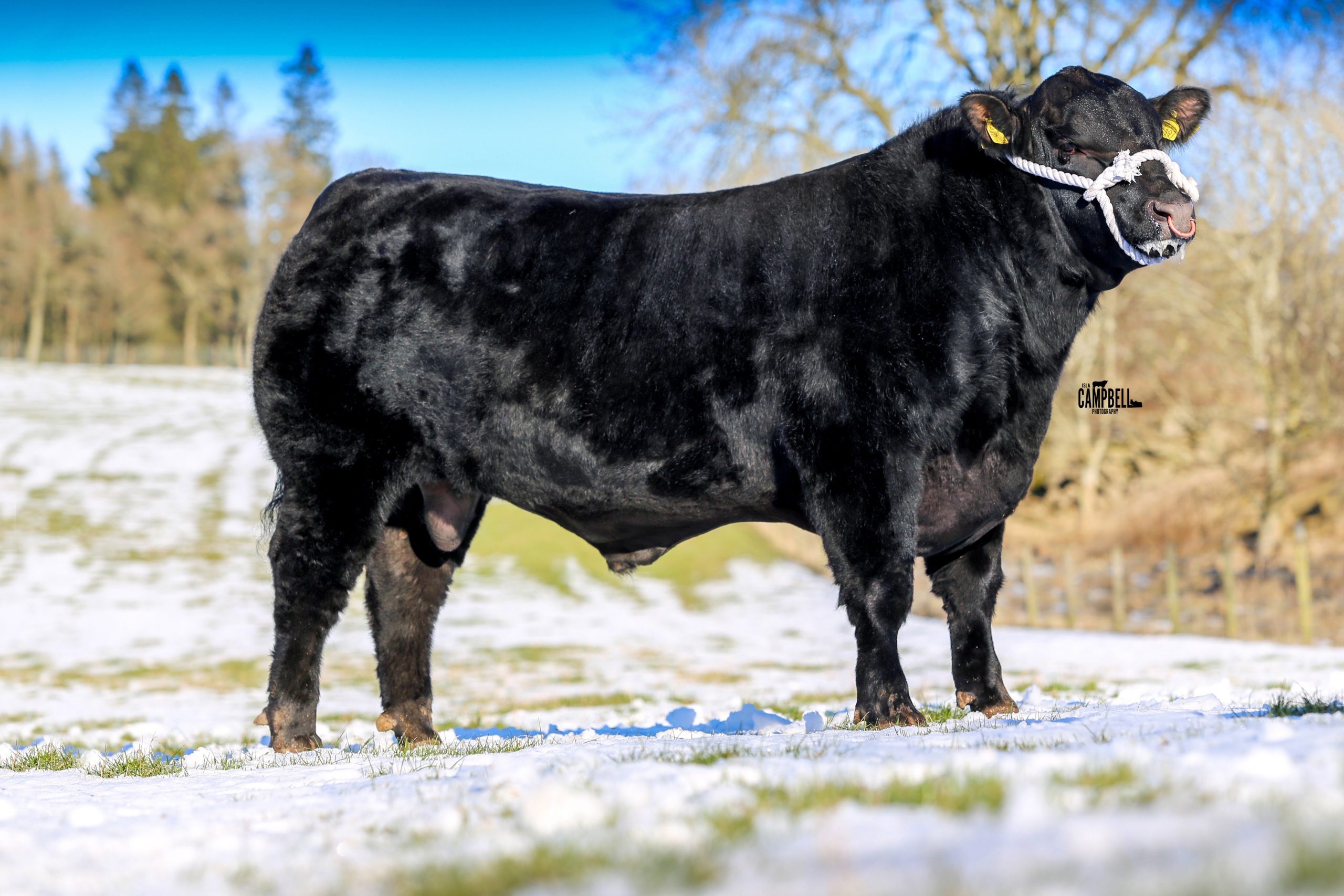 Read more about the article Foxhill bulls sell for 6000gns and 5000gns in Stirling