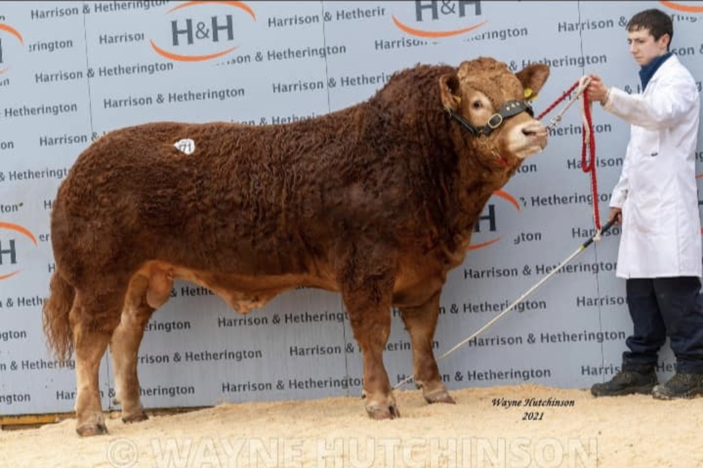 Read more about the article New lad “Pointhouse Paul” joins the Limousin line up at Foxhill