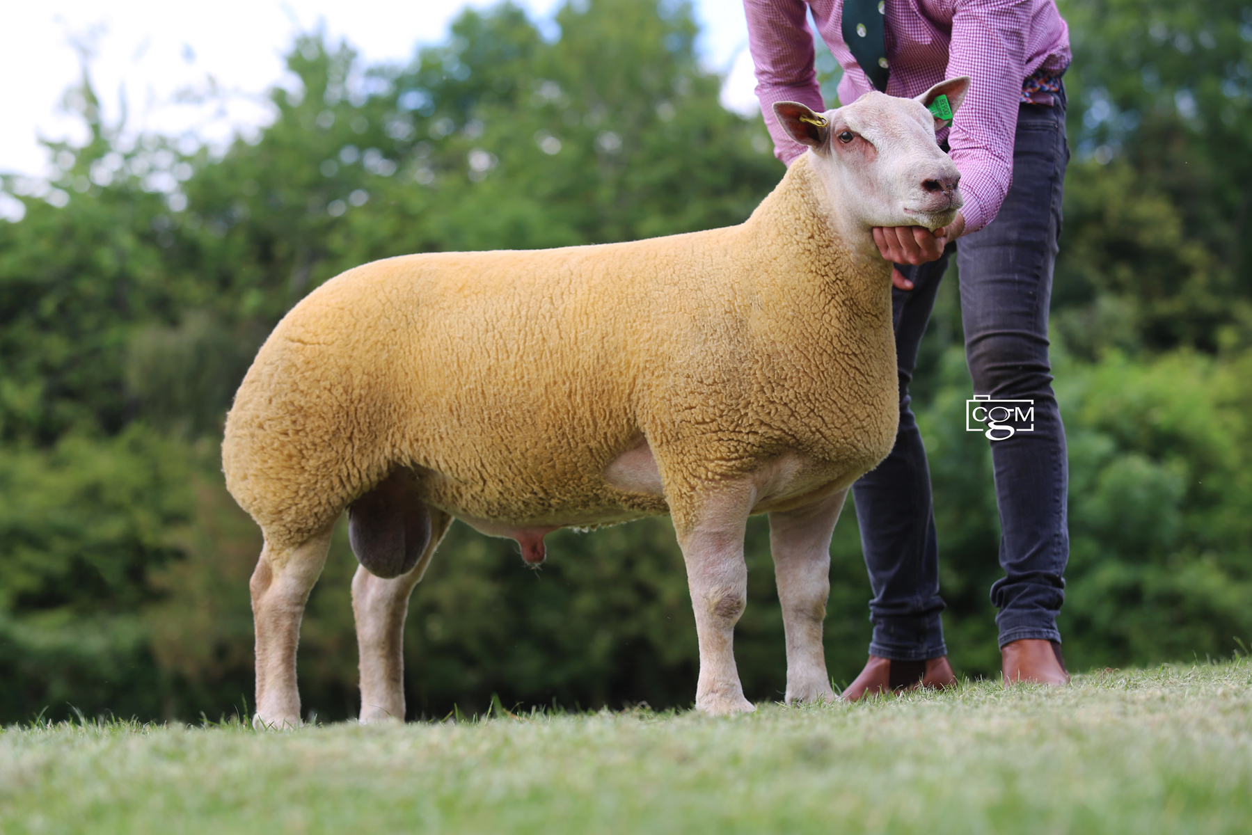 Read more about the article Foxhill tops Charollais Premier Sale at 17,000gns