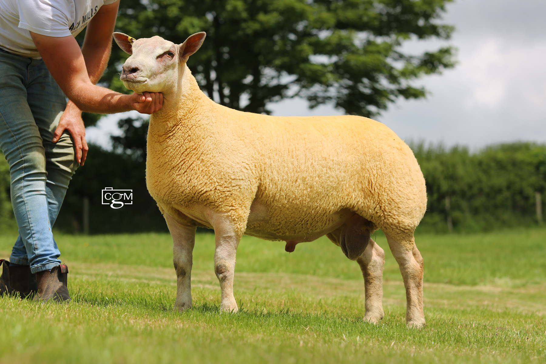 Read more about the article Foxhill Charollais line up for Worcester Premier Sale