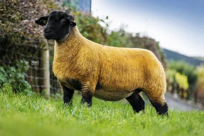 Read more about the article Foxhillview Suffolk flock established with 19,000gns purchase